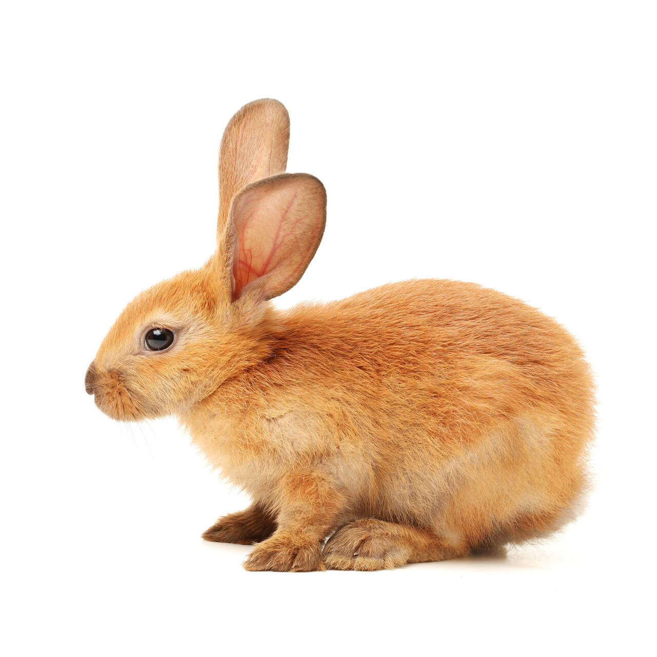 白色背景上的橙色兔宝宝