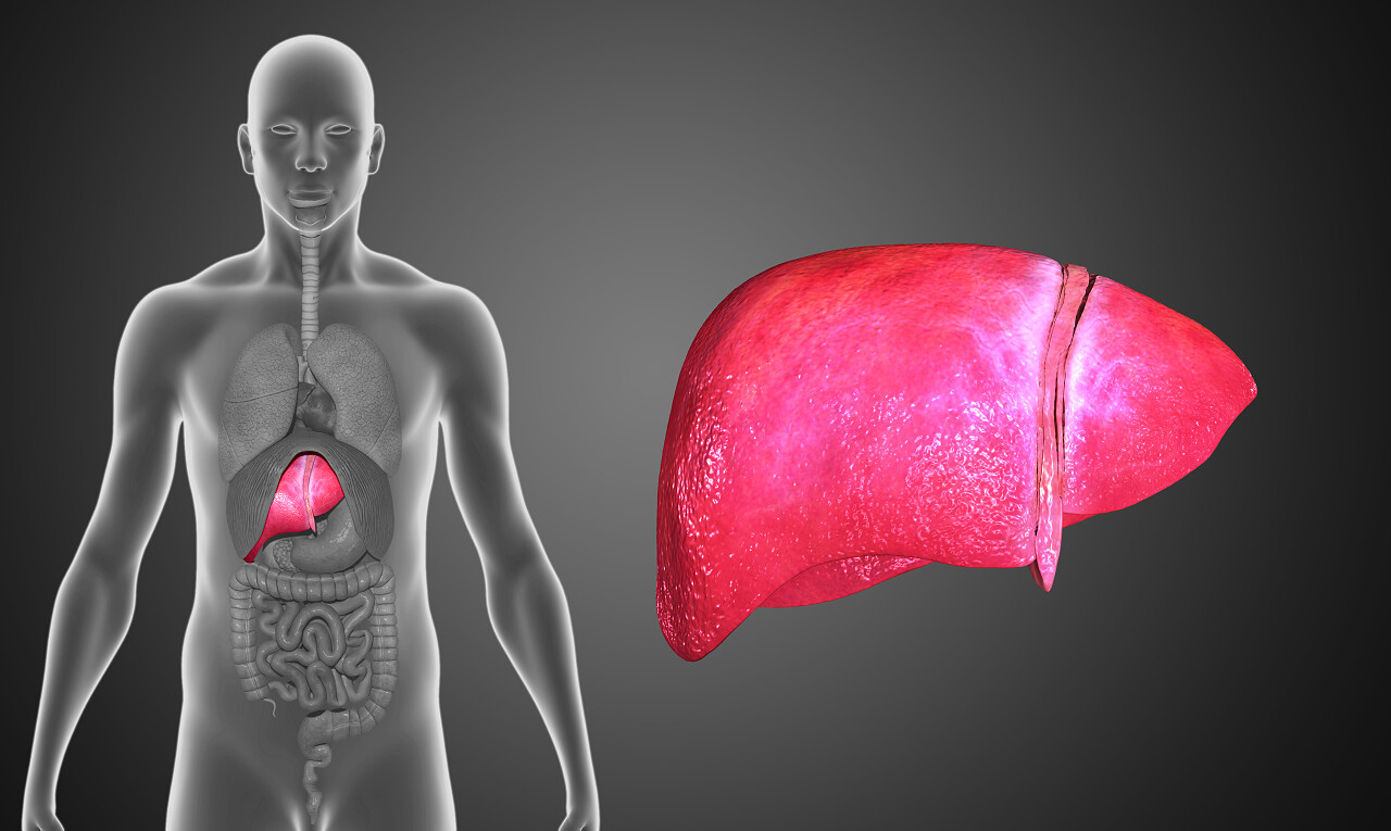 人体肝脏的解剖全国爱肝日