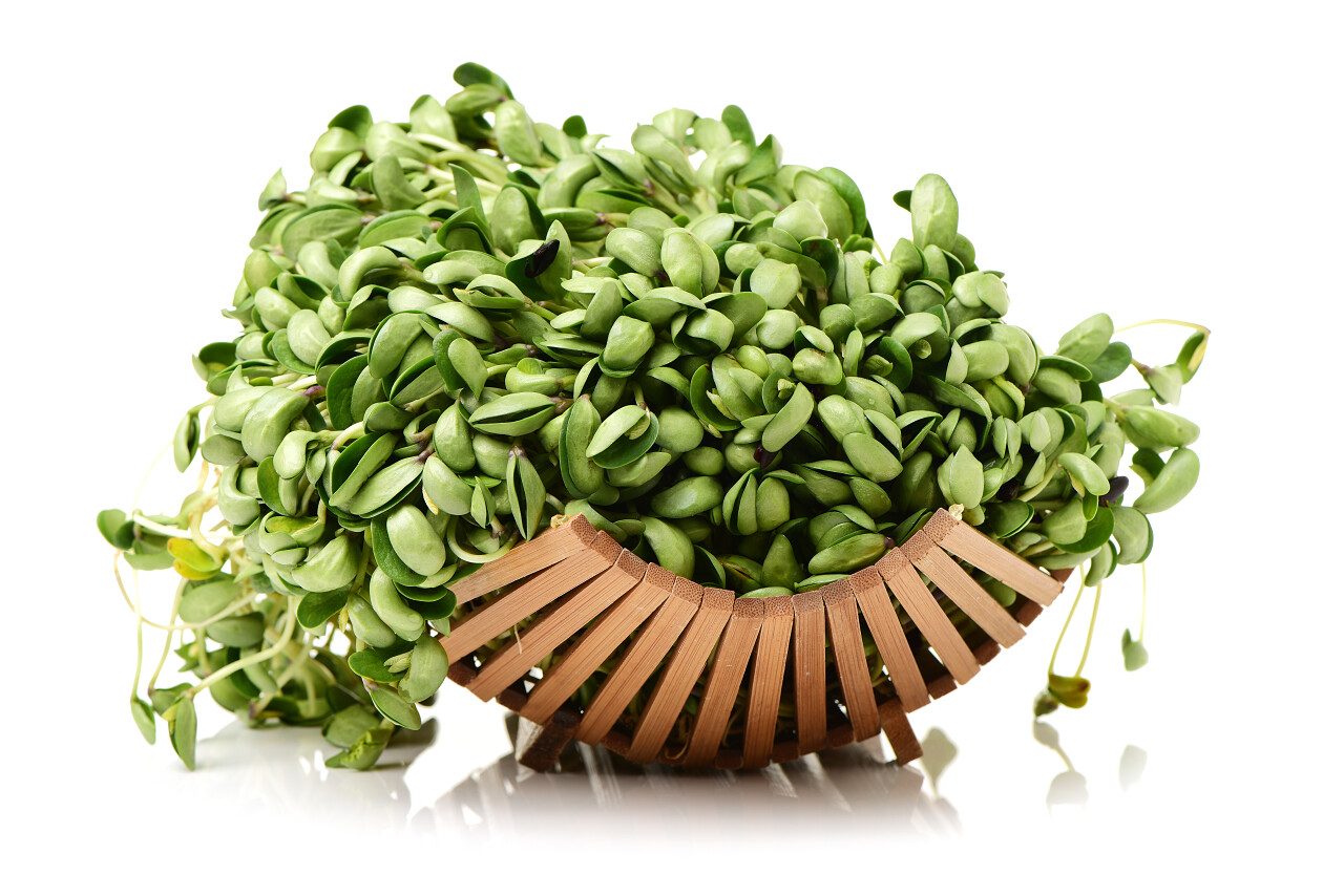 白色背景上孤立褐色盘子里黑豆芽草篮图片