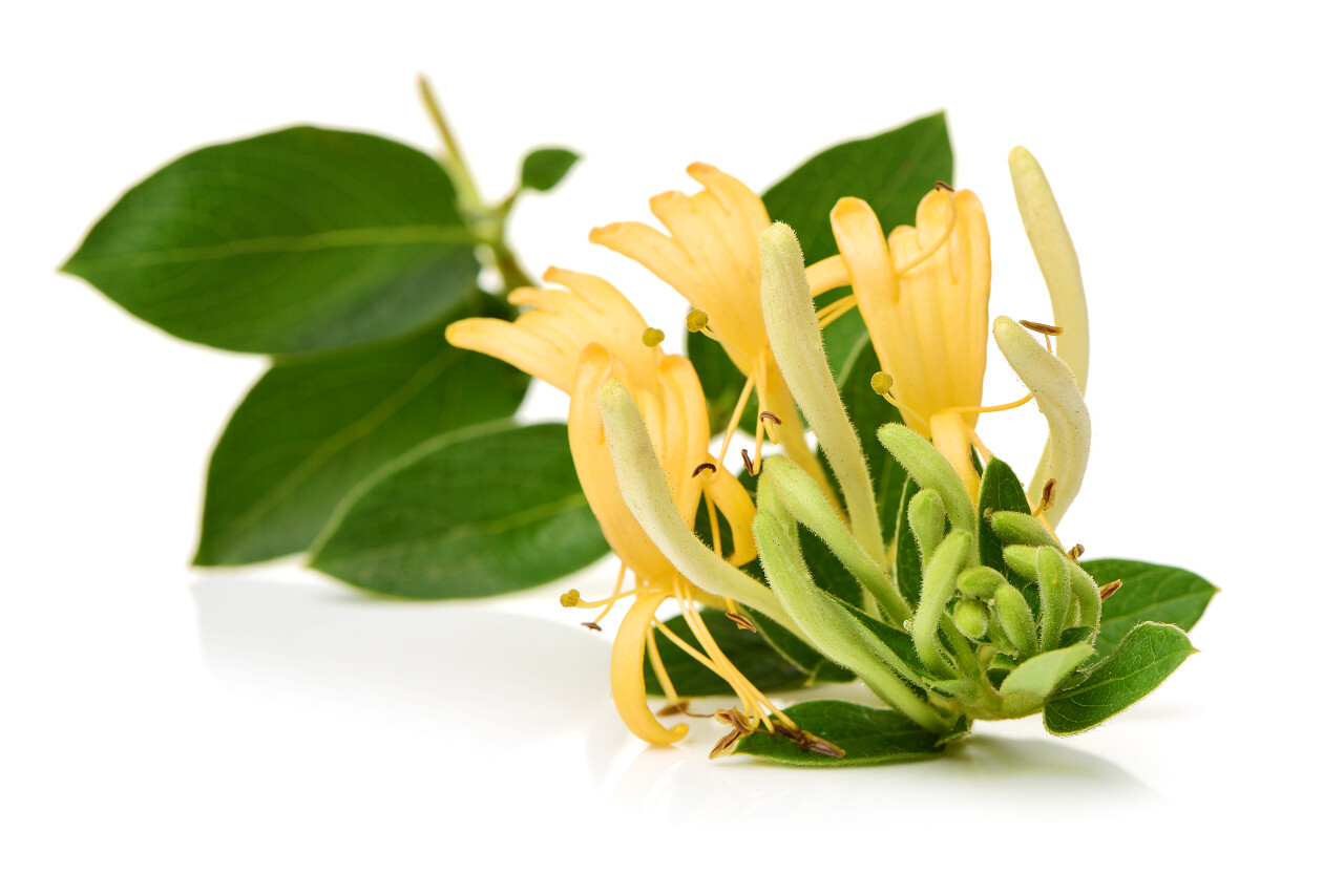 白色背景上孤立的植物绿色叶子的黄色花