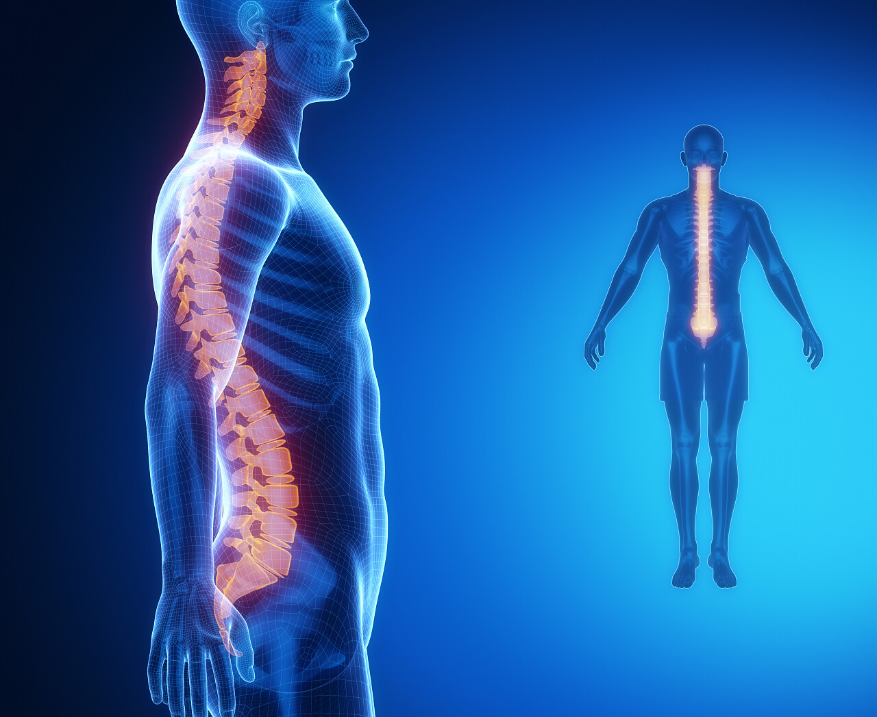 蓝色背景男性脊柱骨骼解剖X线扫描分析图