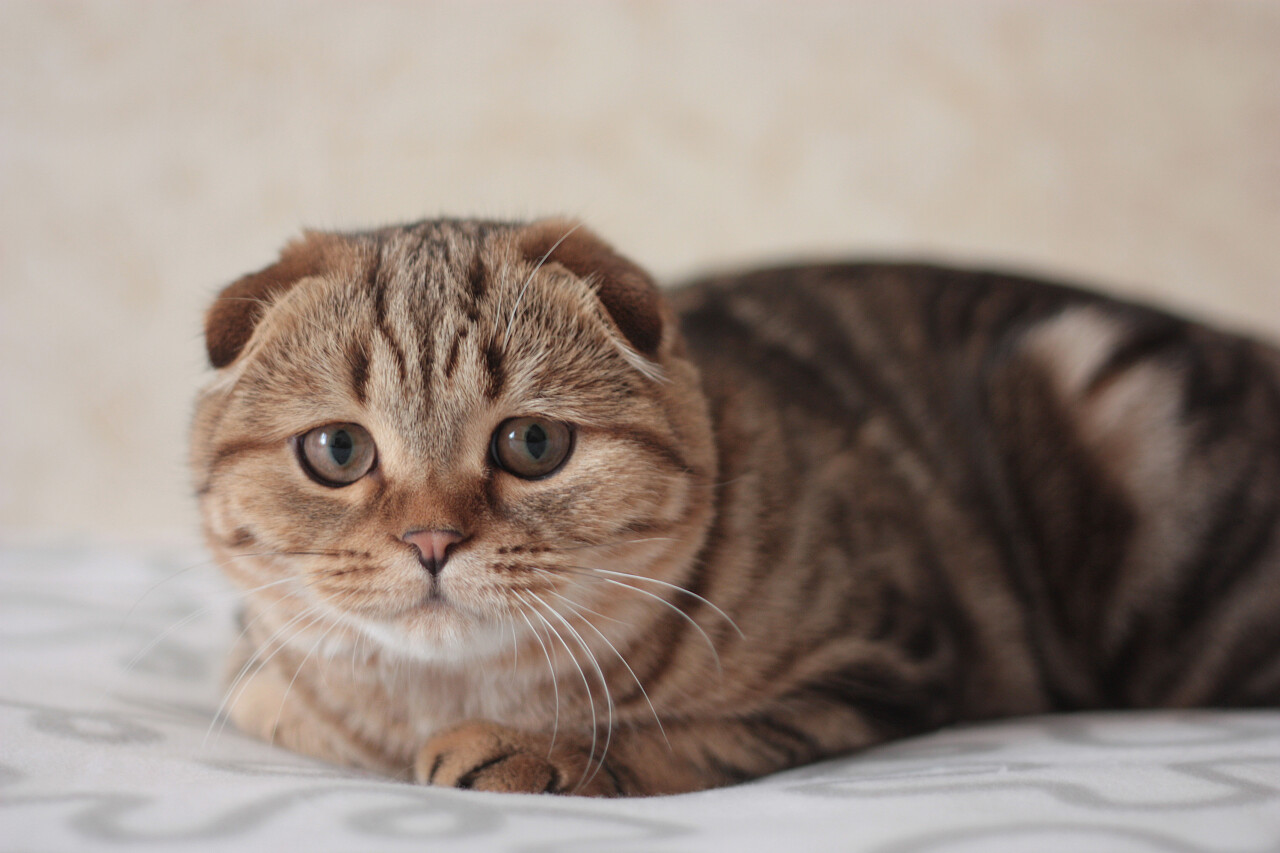褐色背景一个趴着苏格兰折耳猫小猫