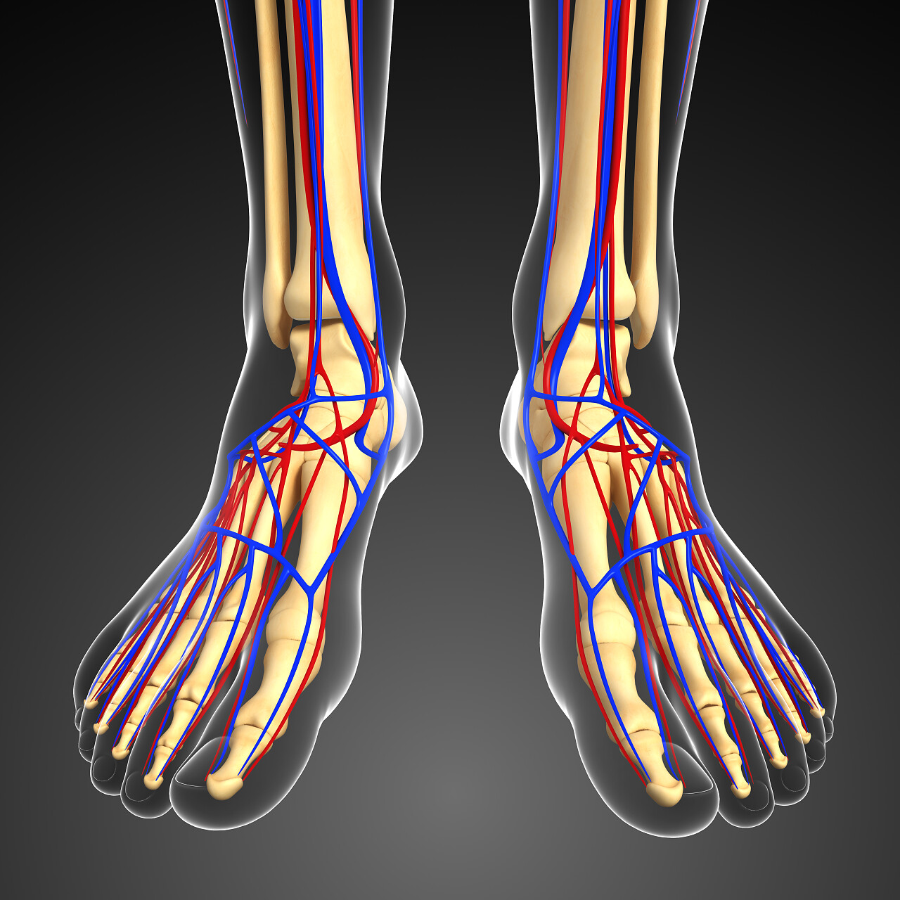 黑色背景上人类骨骼循环系统的插图