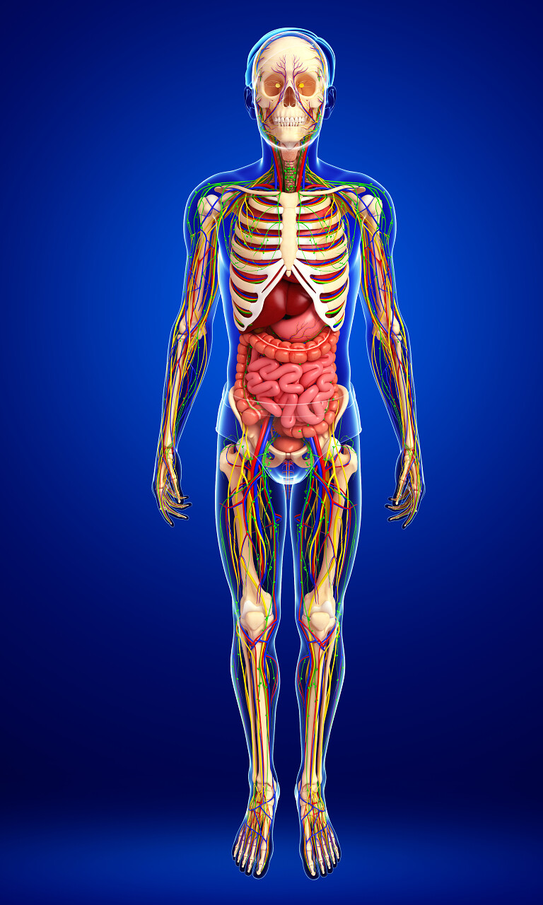 蓝色背景淋巴骨骼神经和循环系统的男性插图