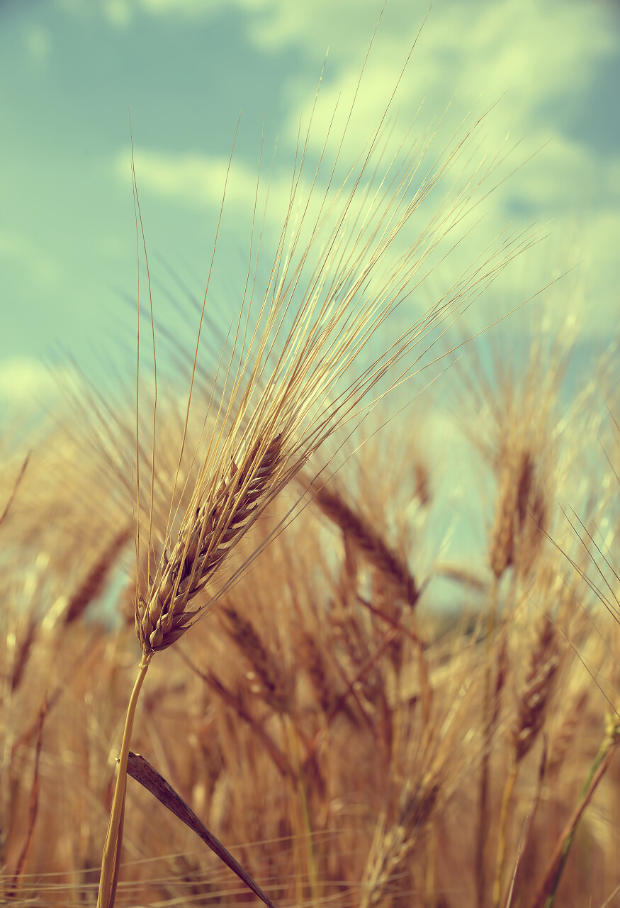 蓝天唯美天空下金色大麦田二十四节气24节气芒种