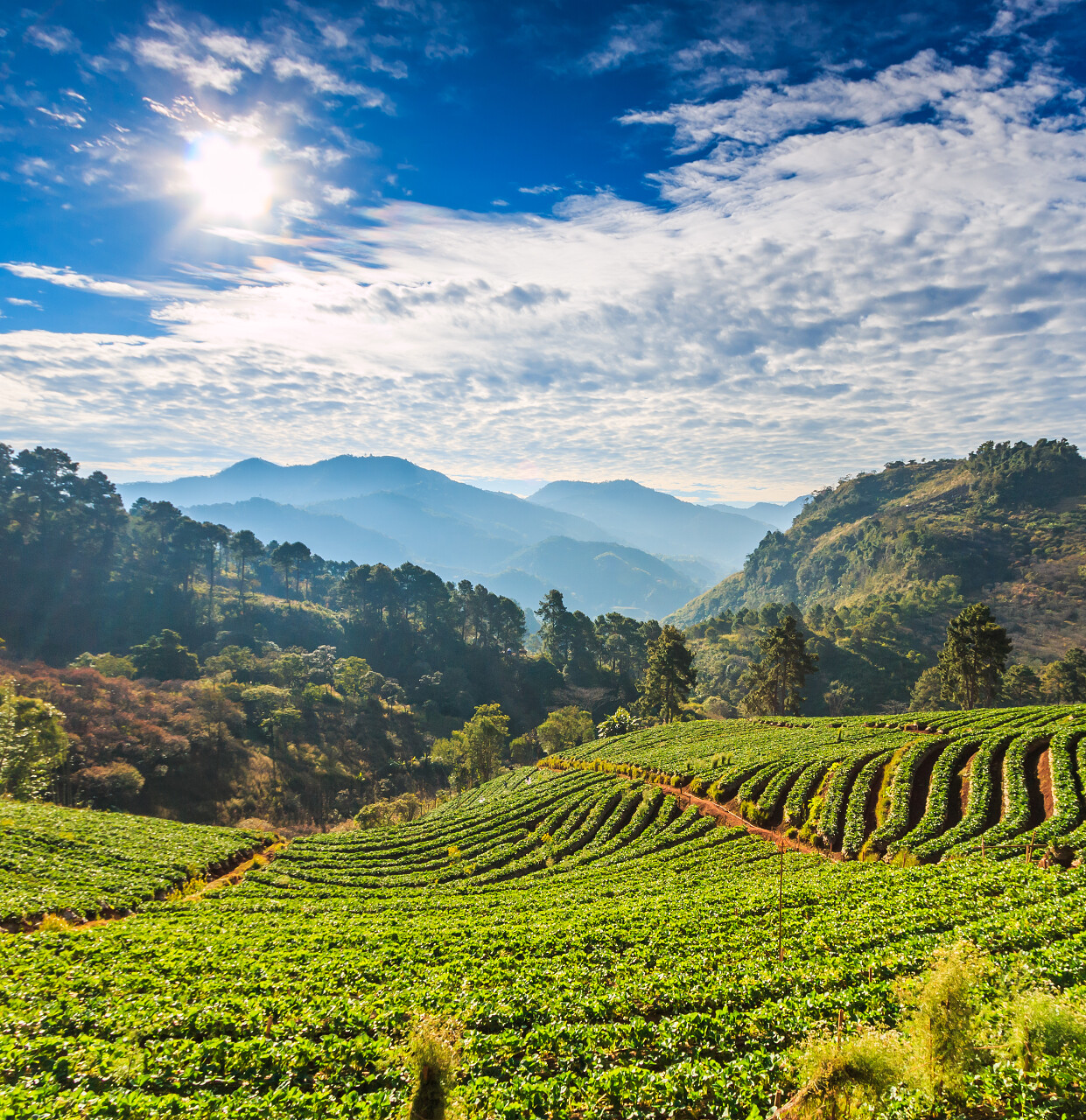 蓝色天空早上日出时清迈泰国草莓花园泰国旅游