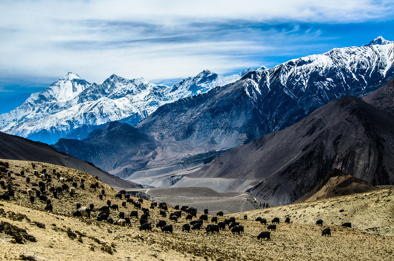 俯拍蓝色天空下喜马拉雅山安纳布尔纳岭的一群山羊