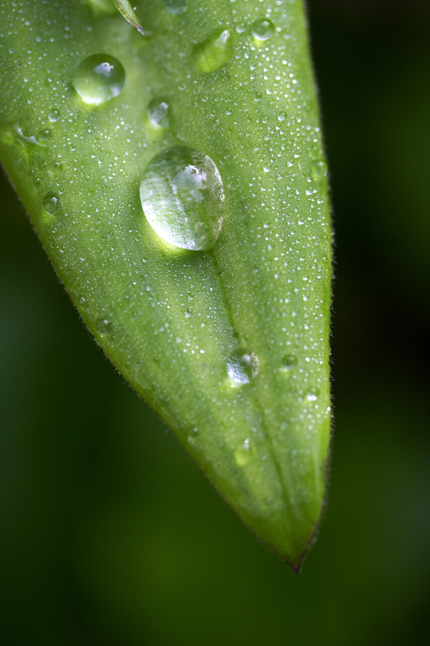 绿色背景上雨后叶子水滴特写