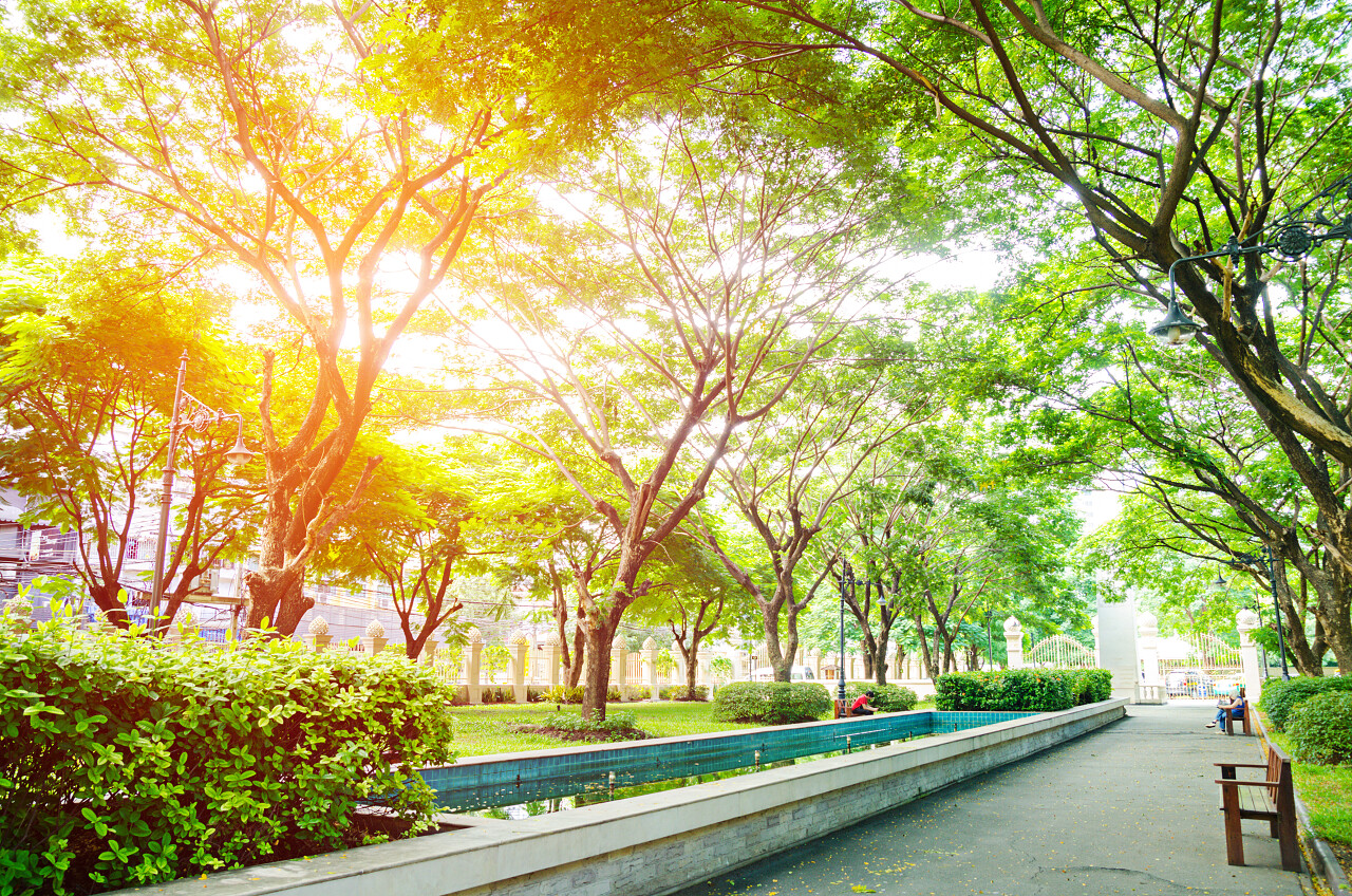 早晨城市中的绿色公园美丽风景