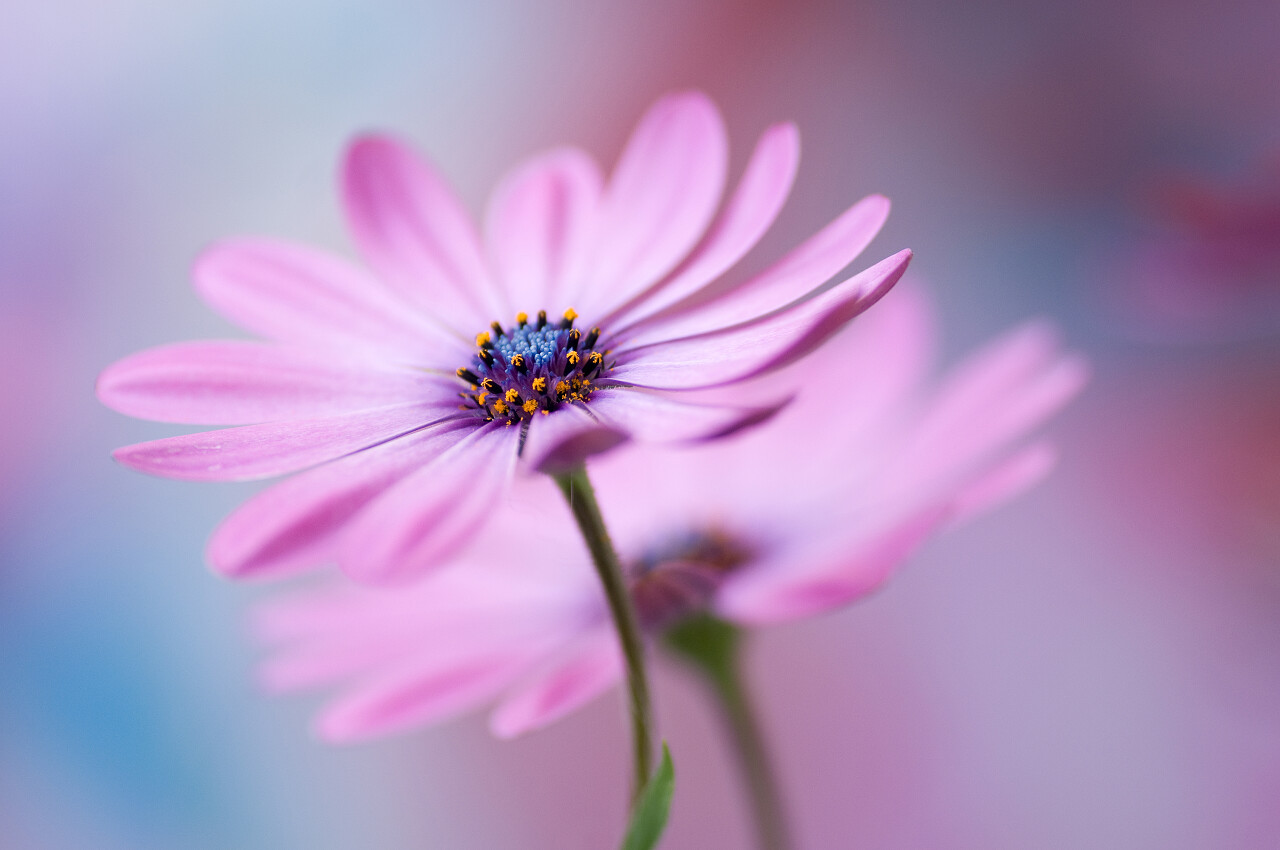 蓝灰色背景美丽的粉色雏菊花希望美好