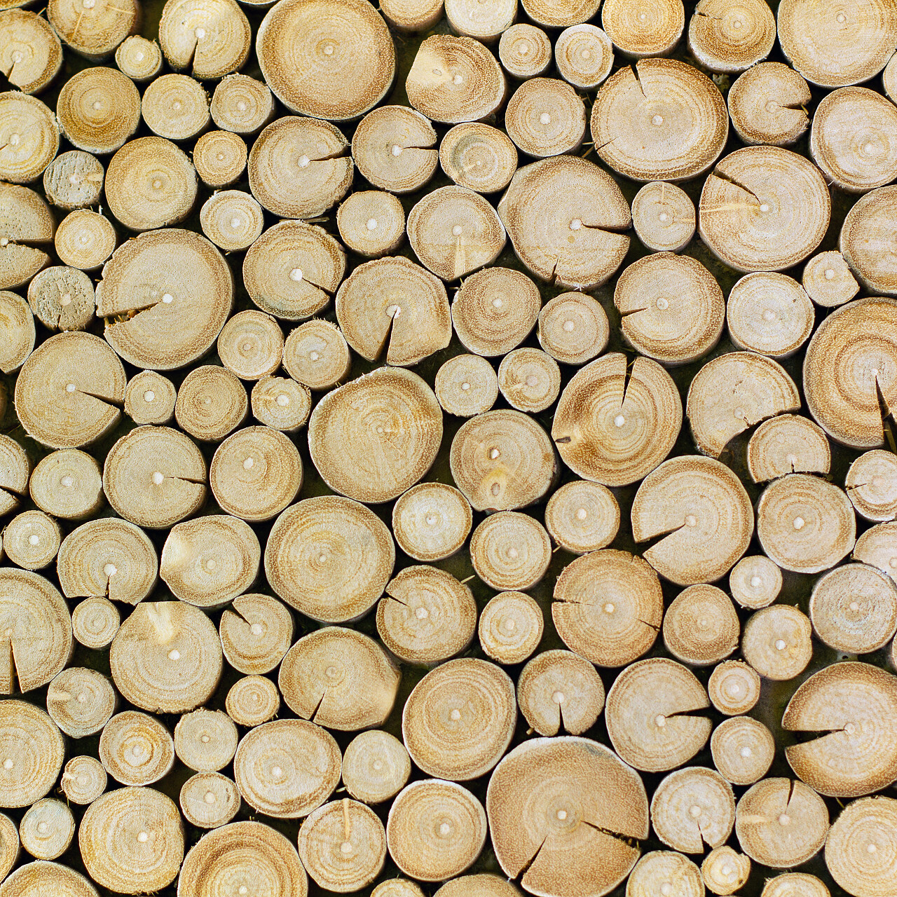 褐色树木砍掉部分纹理展示