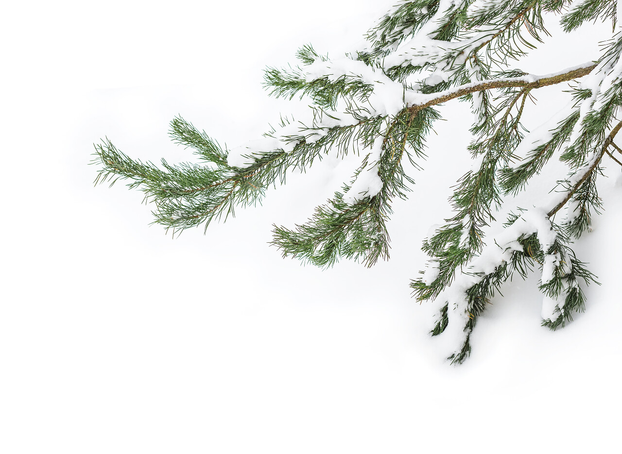 白色背景上一棵枞树的雪覆盖分支