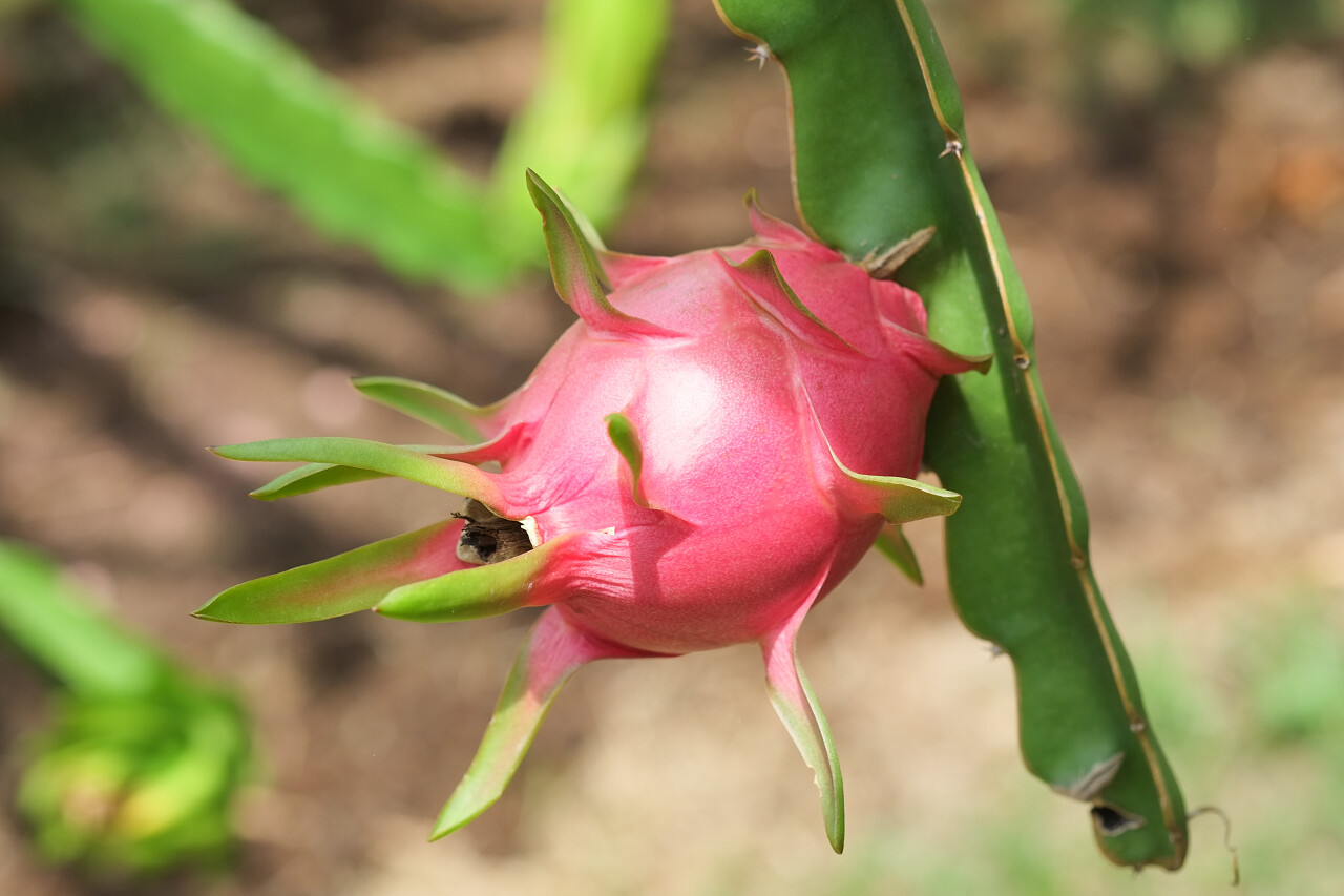 褐色土地上新鲜的火龙果
