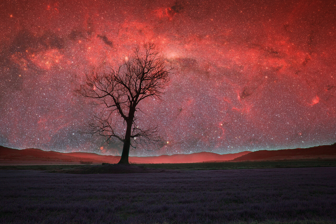 红外星球的景观与单独树的剪影