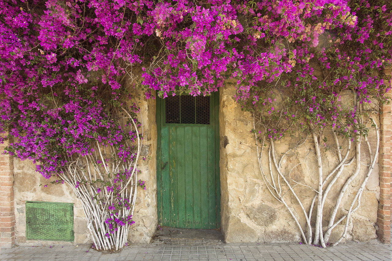 老建筑绿色门上灿烂盛开的紫色花朵背景