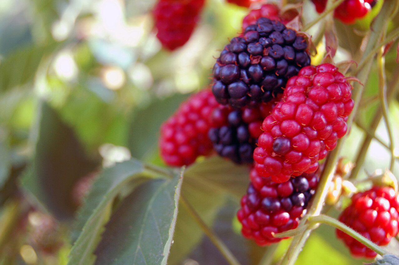 新鲜的夏季水果成熟桑树丛背景图