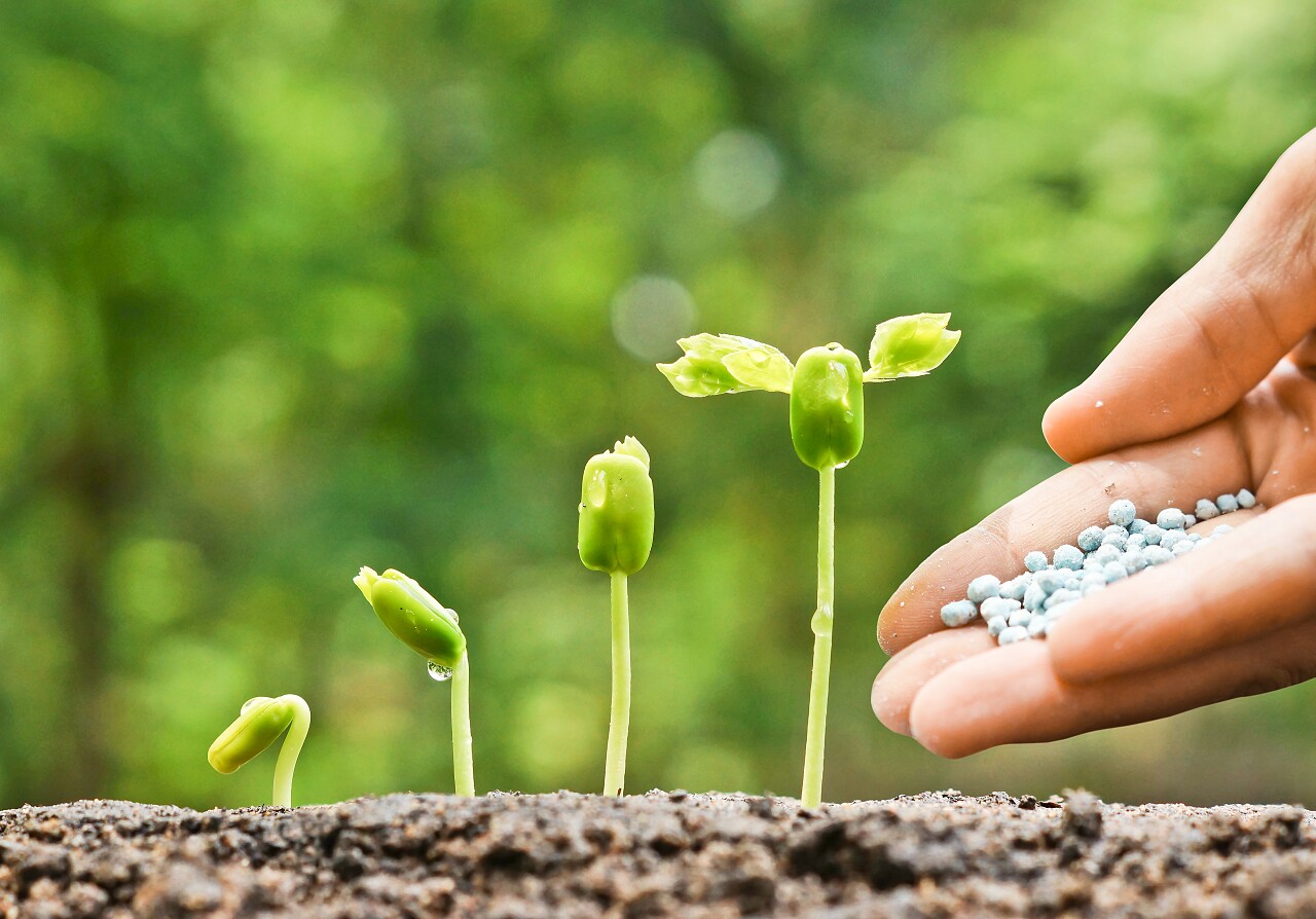 农夫给绿色的植物施肥幼苗小芽嫩芽幼芽