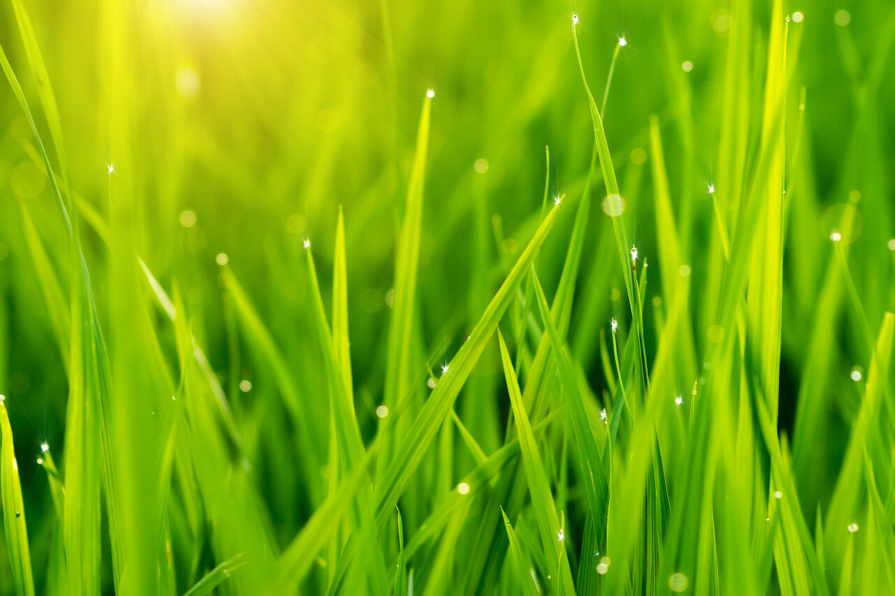 绿色草叶上的露珠传统二十四节气24节气谷雨传统二十四节气24节气雨水