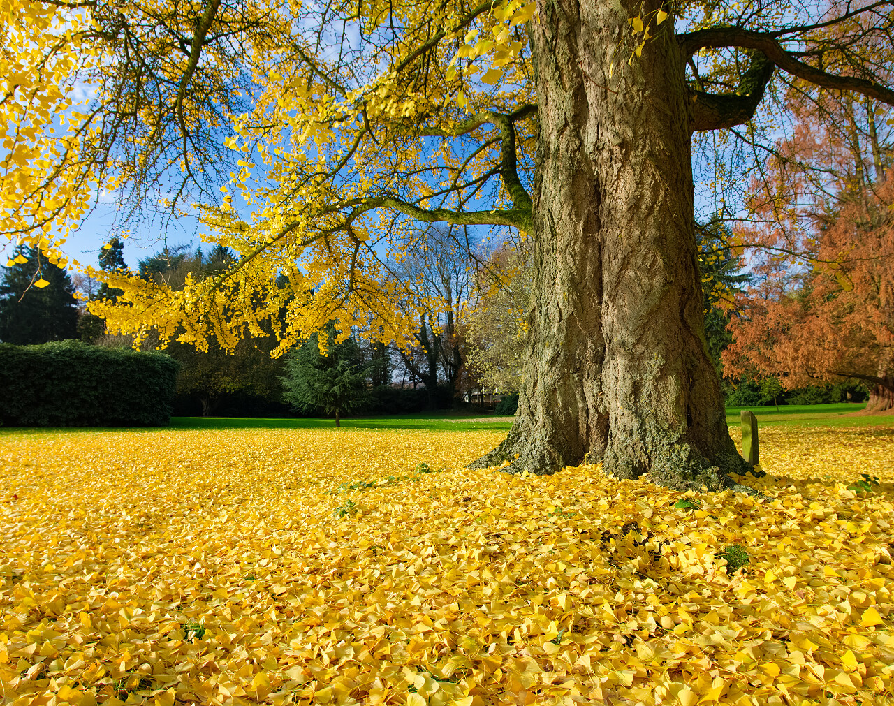 秋天银杏树落叶铺满整个草地二十四节气24节气立秋