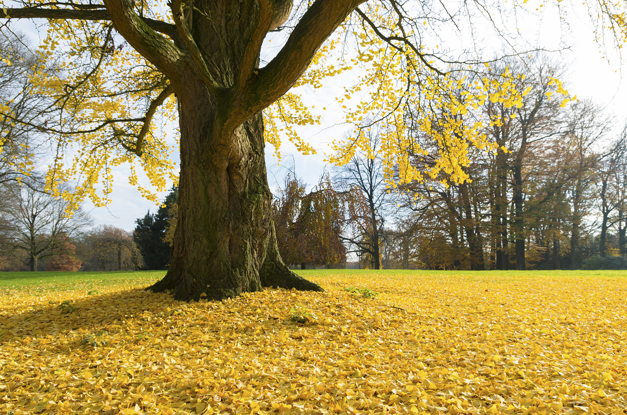 秋天银杏树落叶铺满整个草地二十四节气24节气立秋