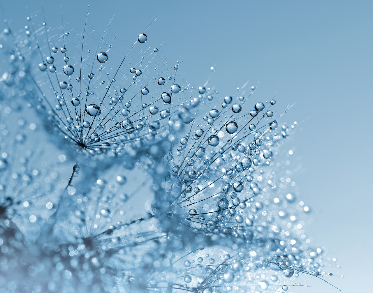 露水蒲公英花开白露