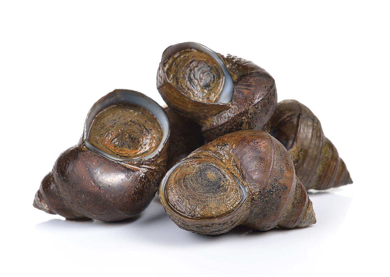 白色背景上的一堆田螺