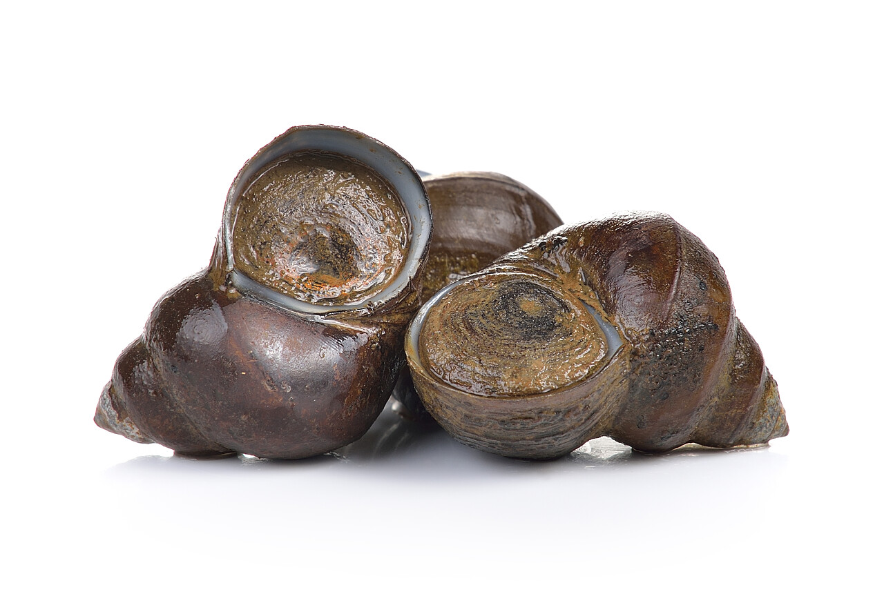 白色背景上的田螺