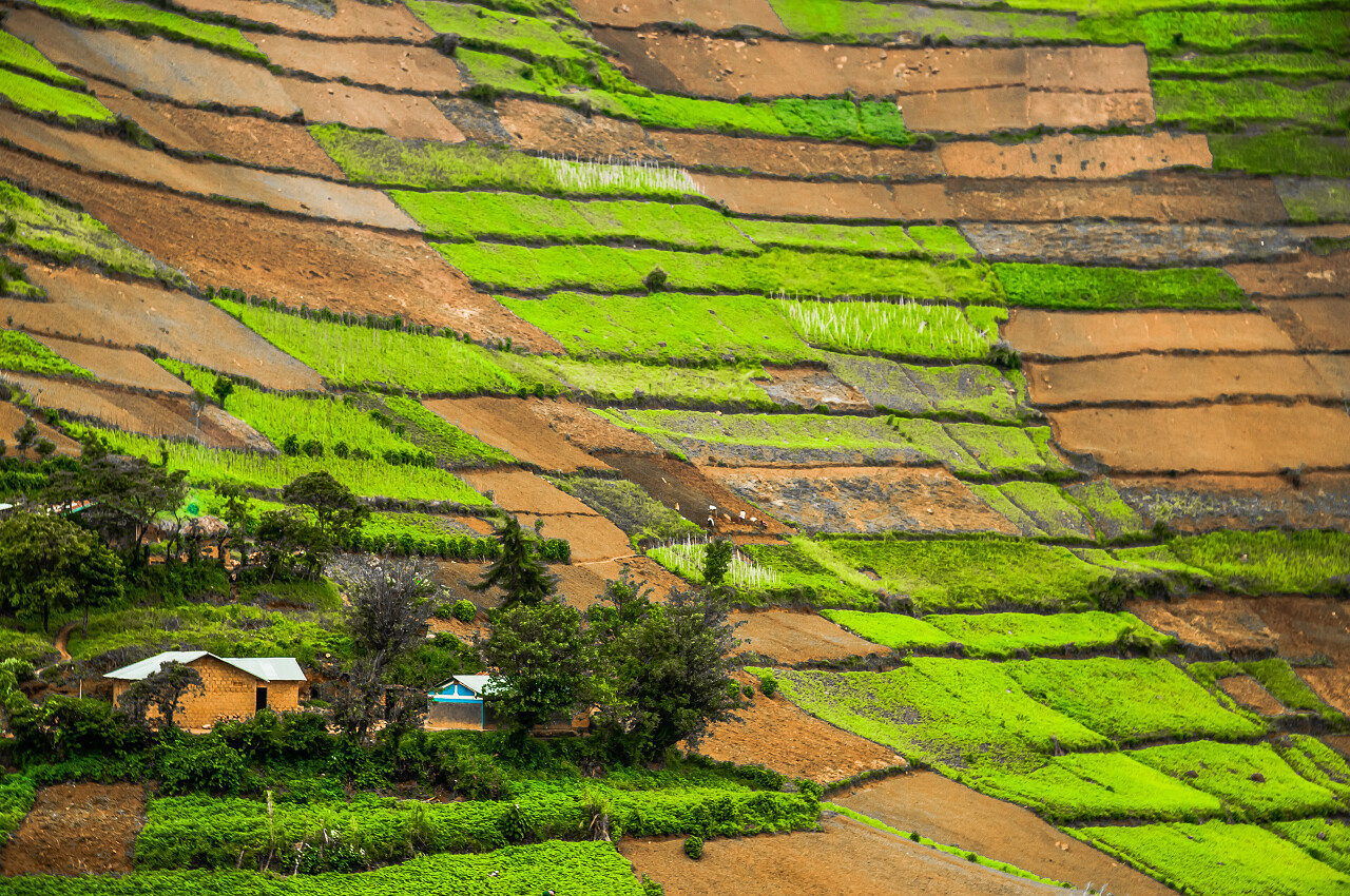绿色的田野里有着各种植物还有一间小房子希望的田野