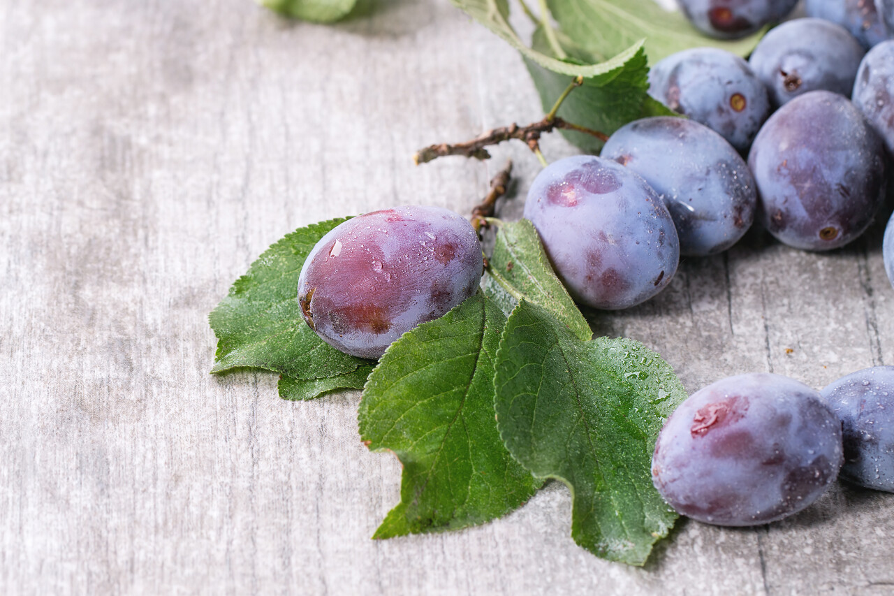 在灰色木制背景上的树枝叶子和成熟紫色李子