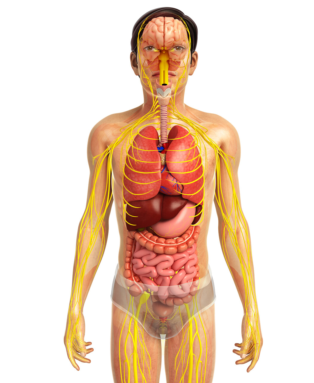 人体消化系统三维渲染的图人体图