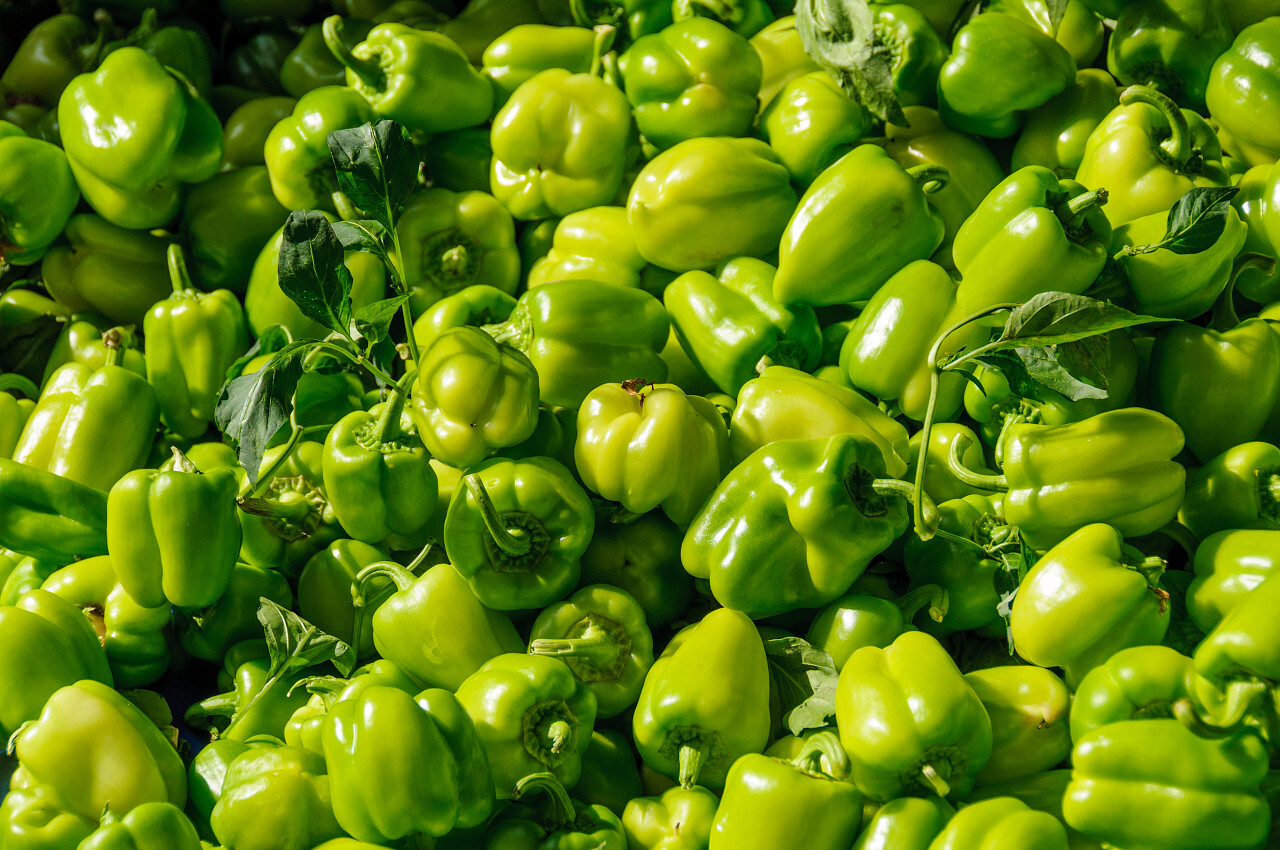 一片丰收绿色的新鲜青椒