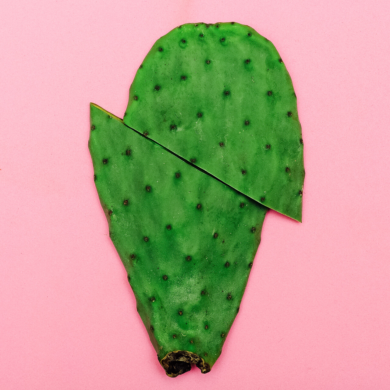 粉红色的背景上的仙人掌