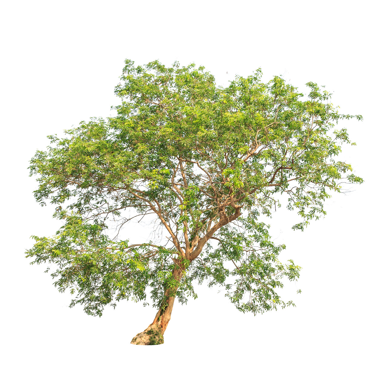 在白色背景上孤立的泰国东北部的热带树