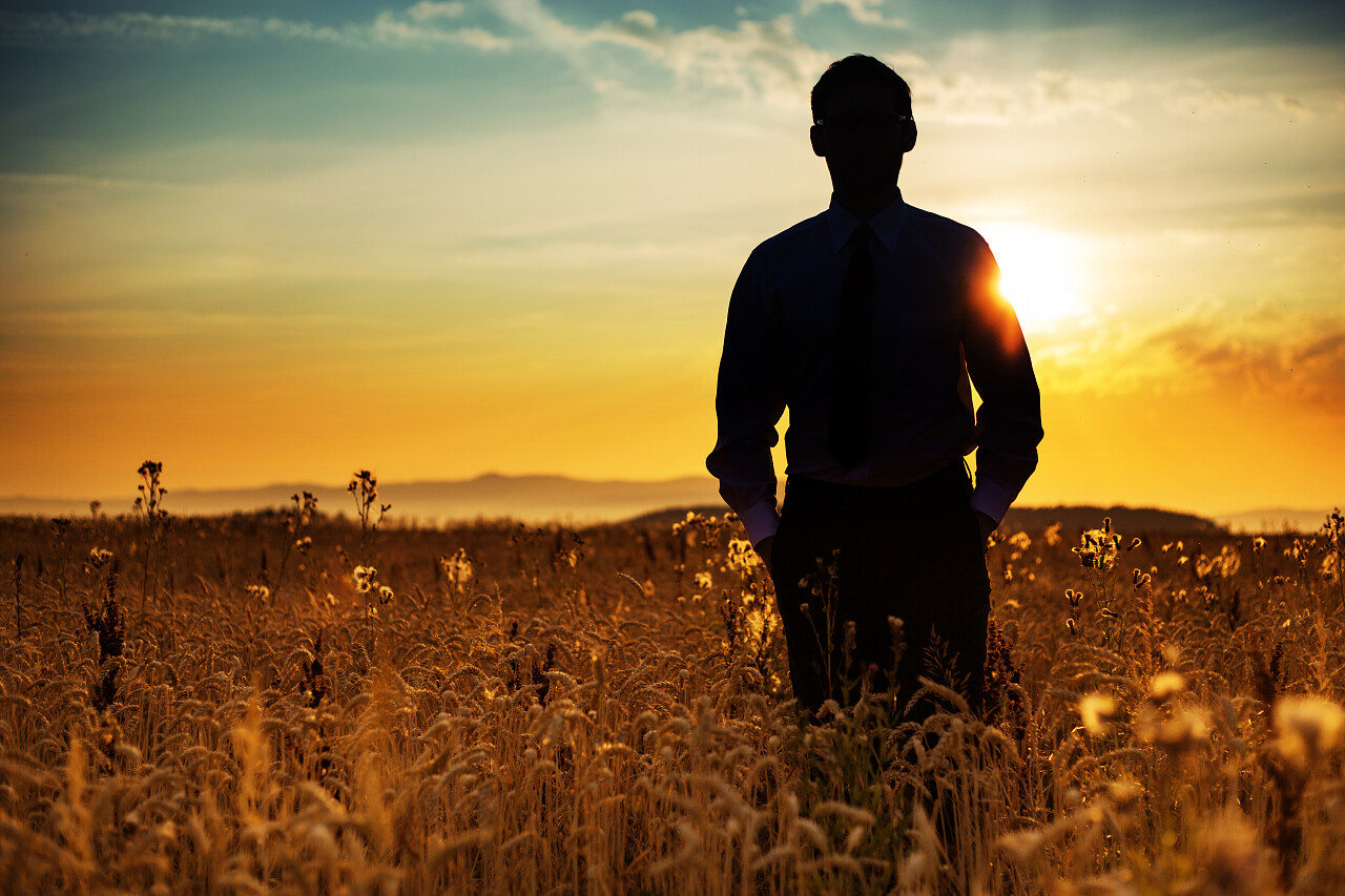 金灿灿的玉米剪影背影