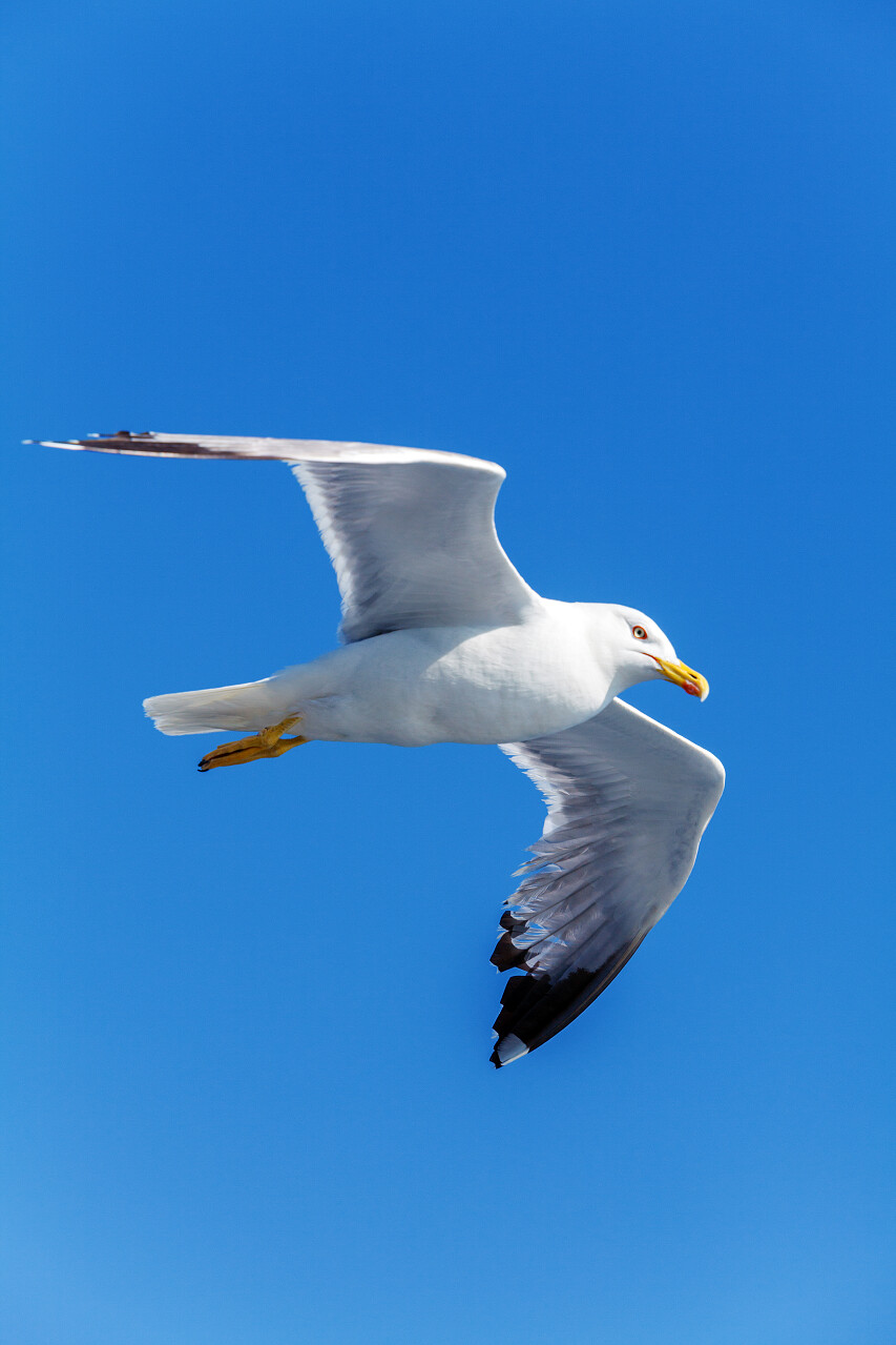 蓝色天空下翱翔的一只海鸥