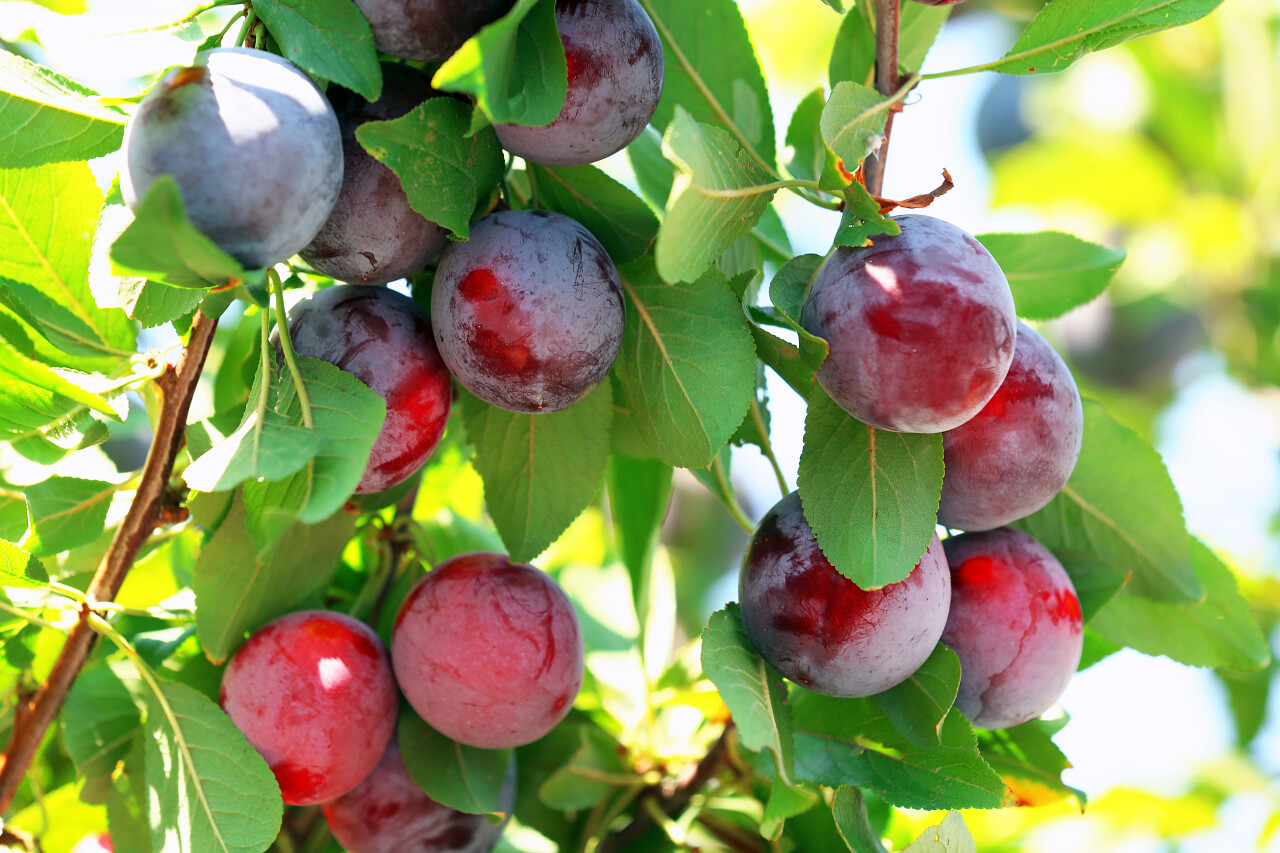 李子树分支的特写