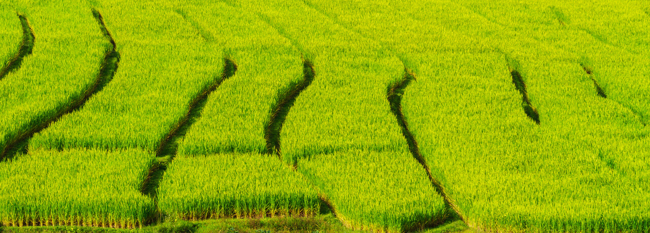 收获的季节绿色的水稻田里