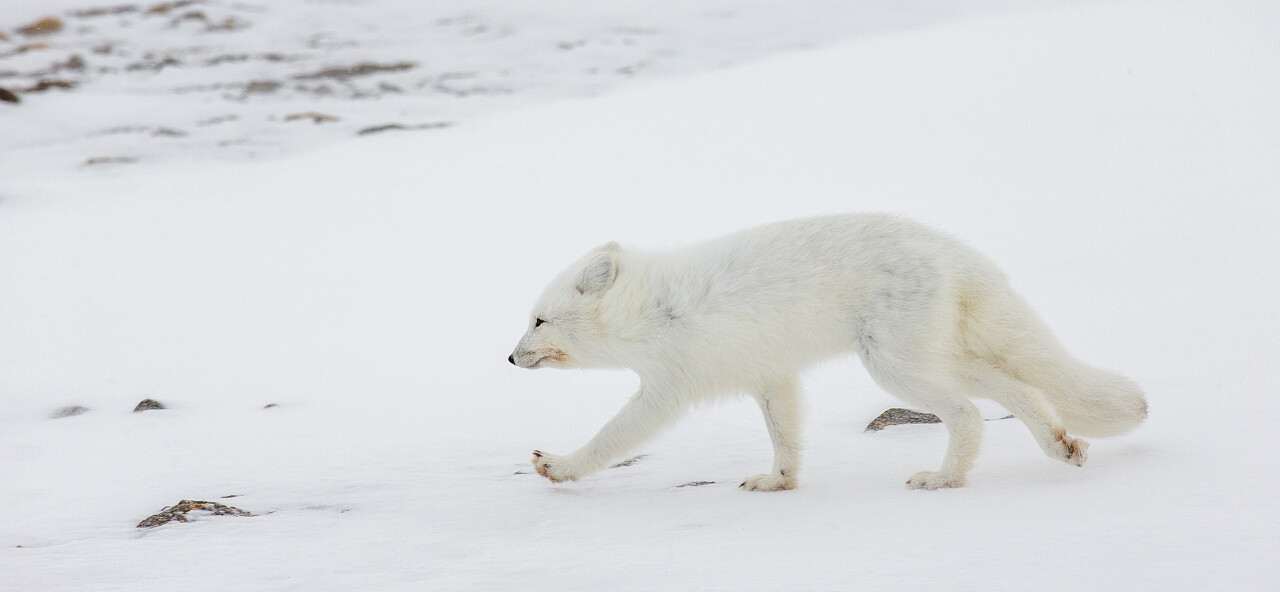 白色背景简约风雪地大雪狐狸北极狐寻觅特写
