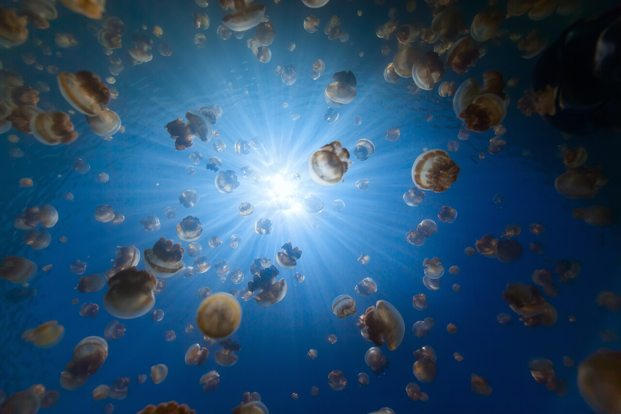 帕劳水下仰望水母群的多姿风采