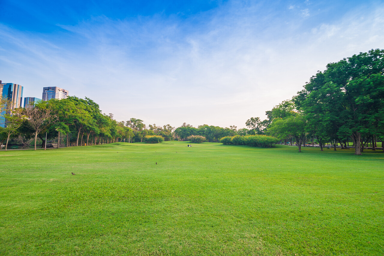 下午时分夕阳映照的公园树林