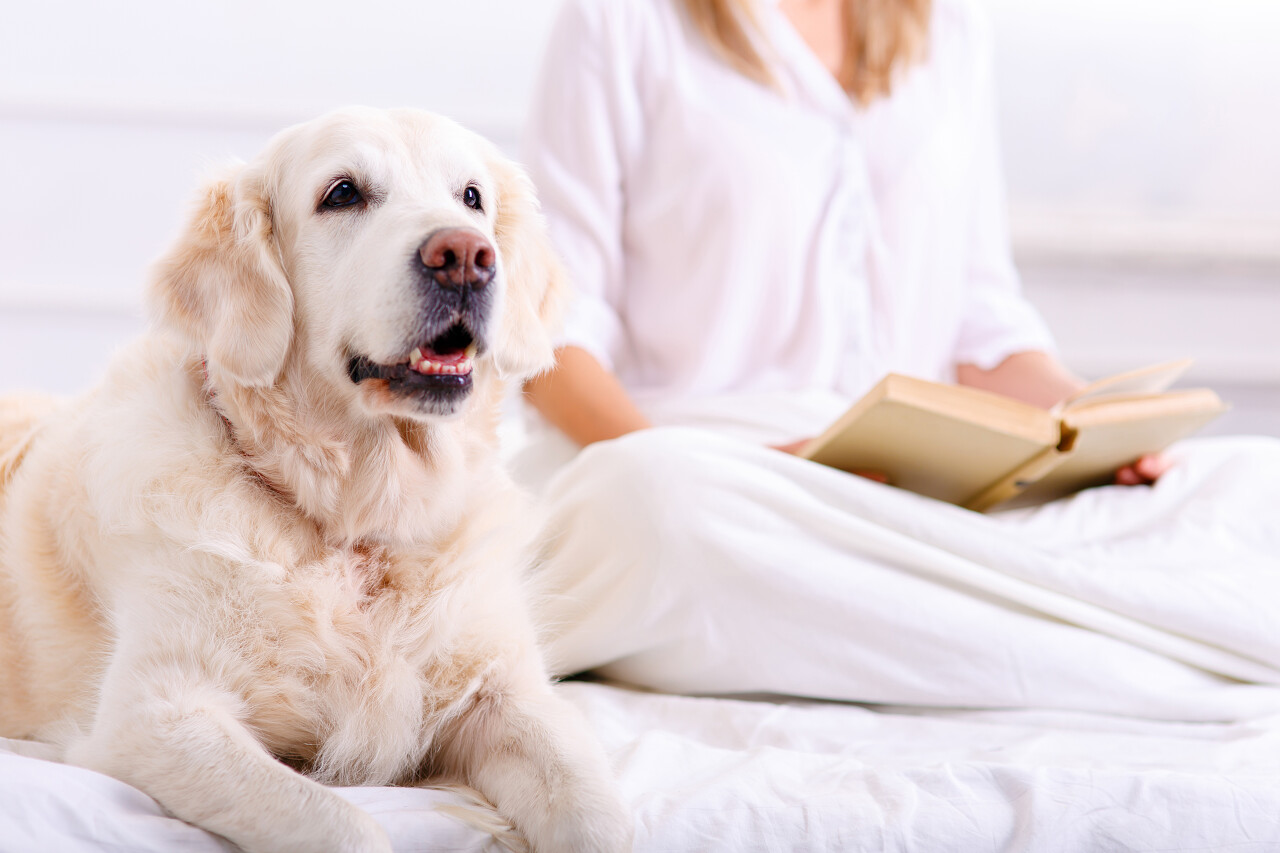 一个优雅女人和一只宠物狗一起趴在床上