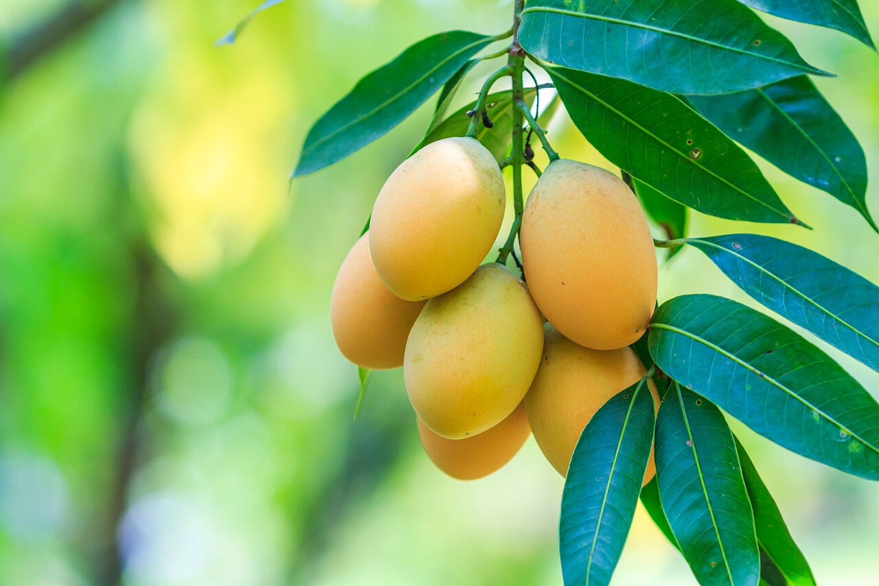 果园里成熟的芒果果实