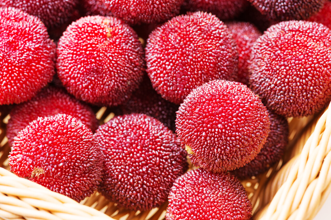 在白色背景下的红和成熟杨梅红