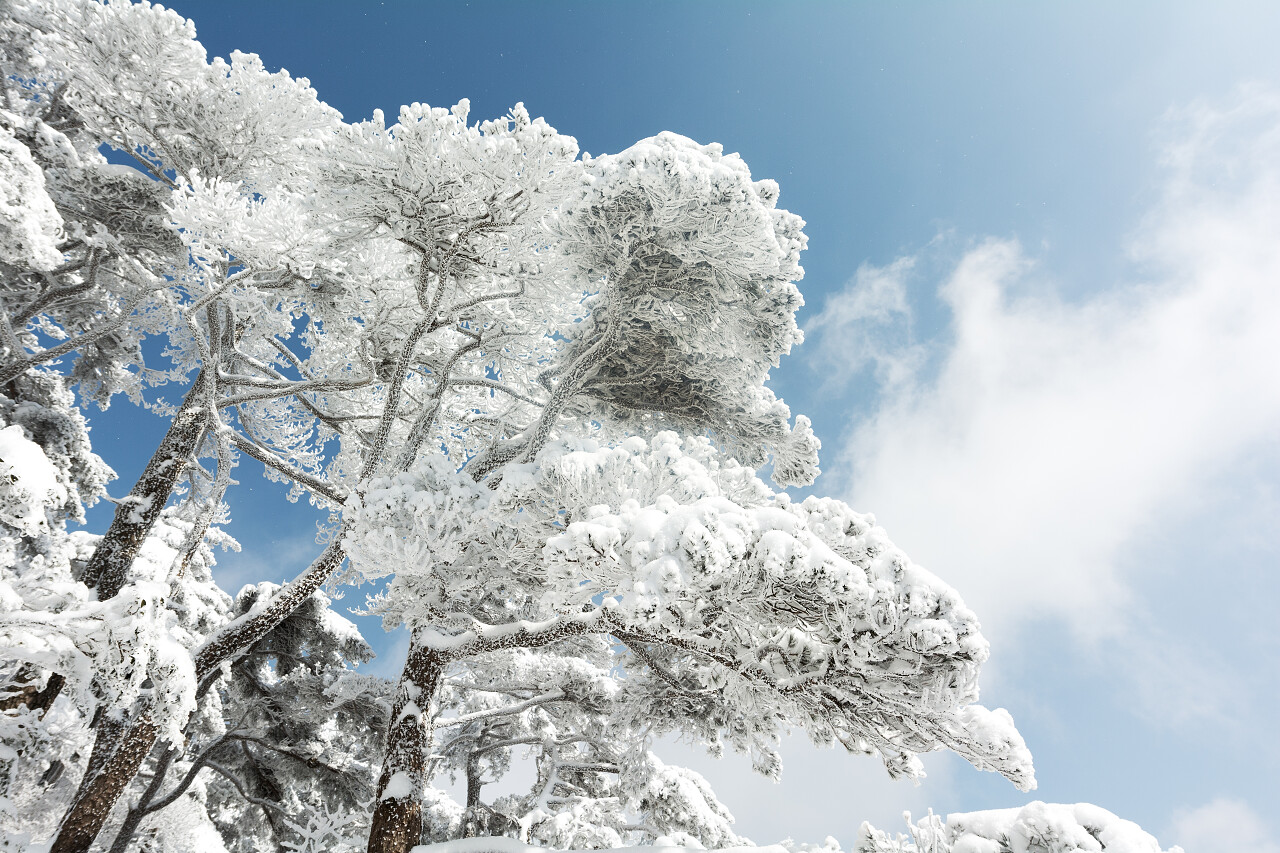 黄山上冬季的树上落雪的场景黄山旅游二十四节气立冬小雪大雪冬至小寒大寒