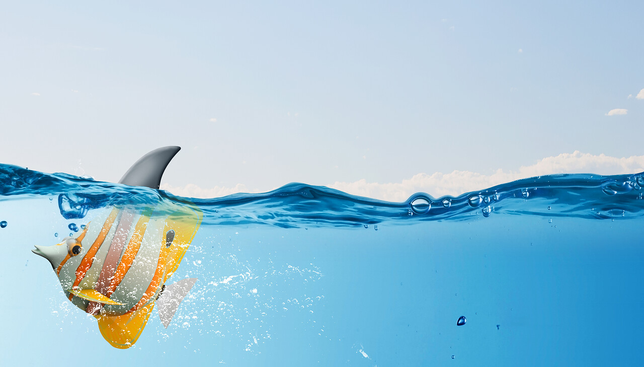 小鱼在水里穿着鲨鱼鳍来吓唬掠食者