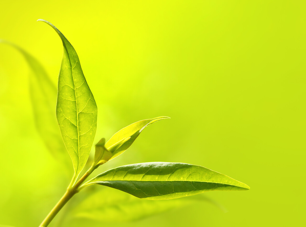 茶树叶子的特写镜头