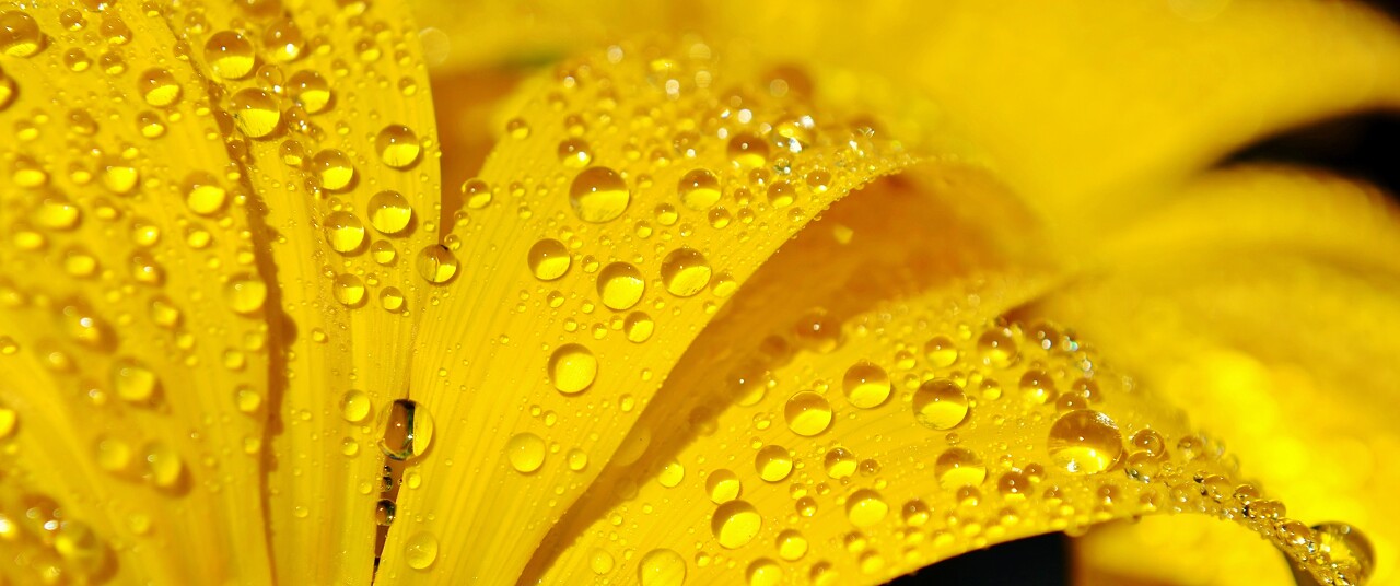 黄花上水滴的特写