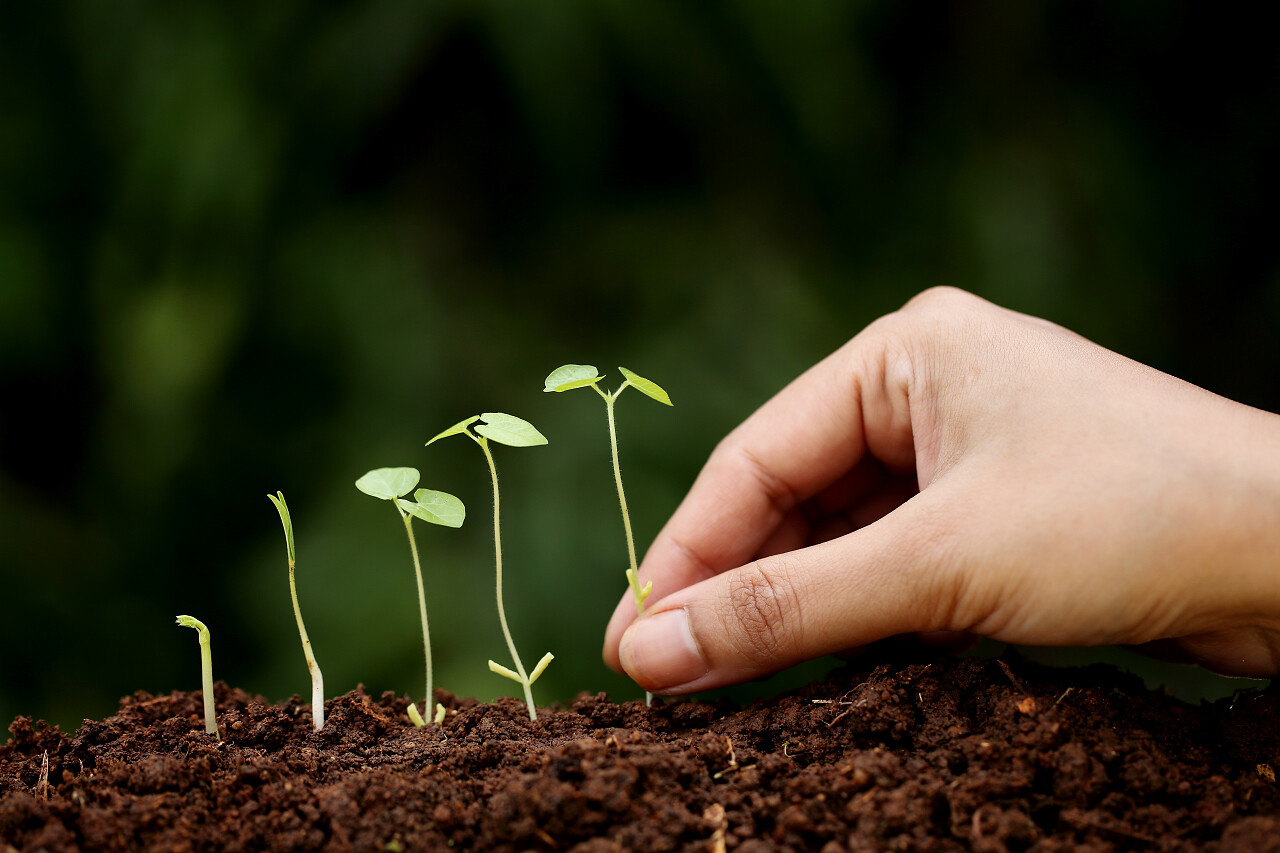 绿色的背景前有一柱柱刚发芽的小苗土壤幼苗