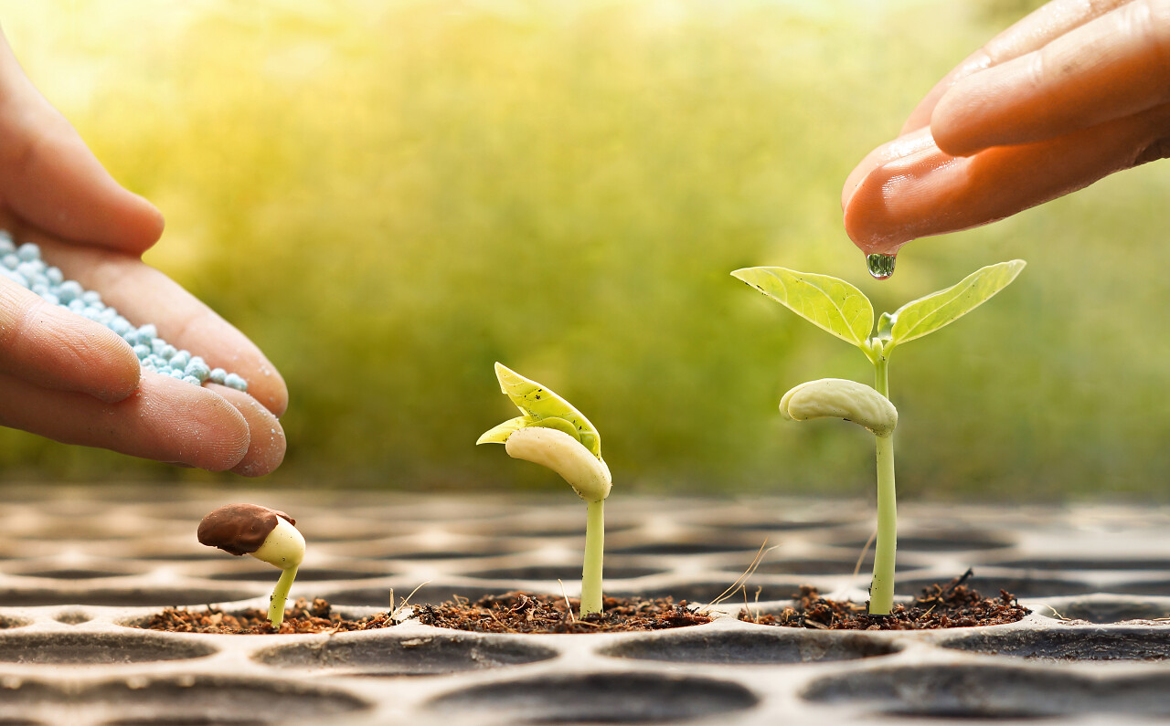 手浇灌年幼的婴儿植物生长在肥沃的土壤的知识