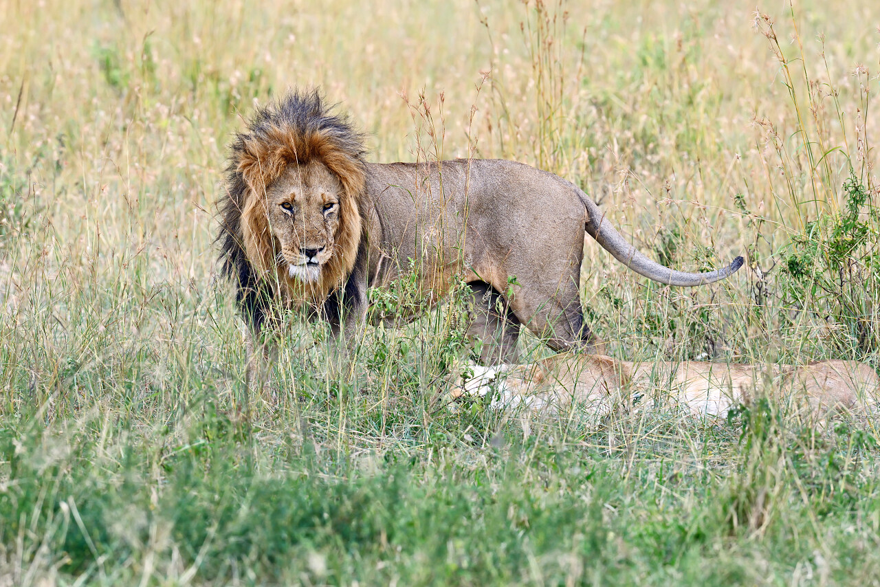 动物园里的狮子的肖像